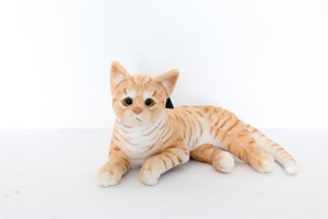 Yellow Cat