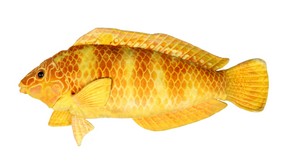 Yellow Fish