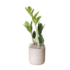 ZZ Plant in Large Gray Wilson Pot