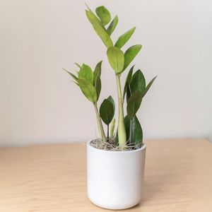 ZZ Plant in Large Mason Grey Pot