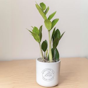 ZZ Plant in Large Mason Grey Pot