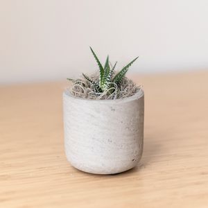 Zebra Succulent in Grey Mini Wilson Pot