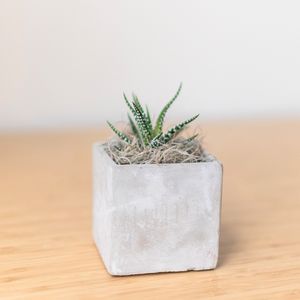 Zebra Succulent in Mini Parker Cube Pot