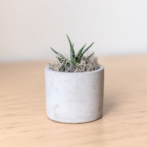 Zebra Succulent in Mini Parker Grey Line