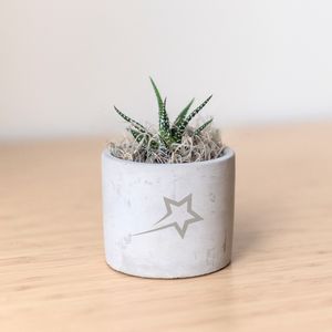 Zebra Succulent in Mini Parker Grey Line