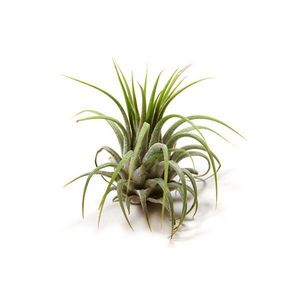 Air Plant In Square Ceramic Container