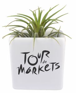 Air Plant In Square Ceramic Container