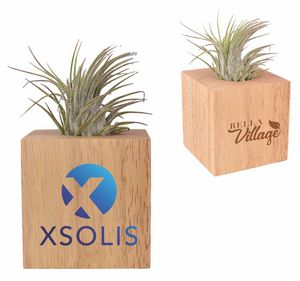 Air Plant w/Wood Cube