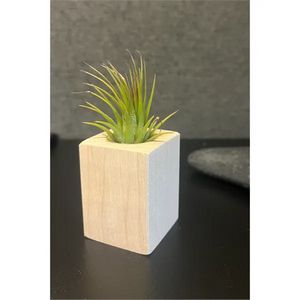 Air Plant
