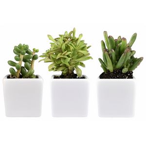 Appreciation Gift Kit w/Succulent Plant And Ceramic Pot
