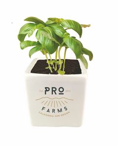 Basil Grow Kit w/Ceramic Pot