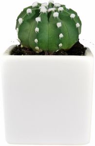 Cactus Growing Gift Kit w/Ceramic Pot