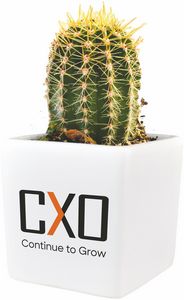 Cactus Growing Gift Kit w/Ceramic Pot