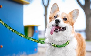 Full-Color Leash