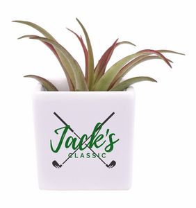 Large Air Plant In Ceramic Cube Container