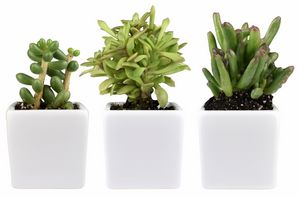 Live Succulent Plant And Candle Desktop Gift Set