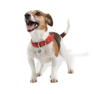 Pet Tag Silencer